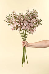 Delphinium Floral Stem