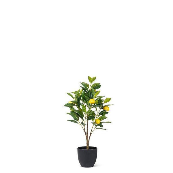Mini Lemon Tree