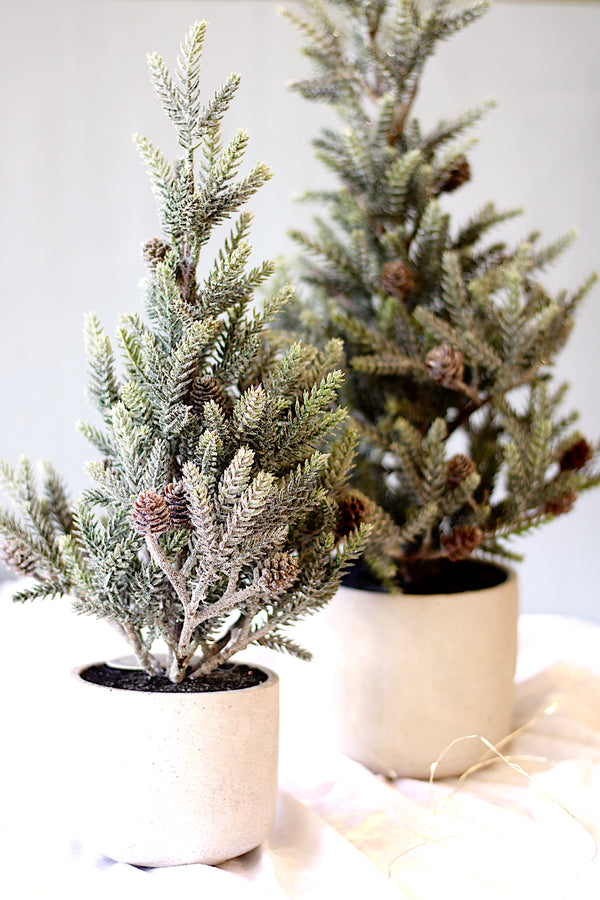 Potted Frosted Pine