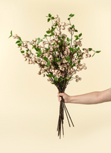 Wild Apple Berry Spray