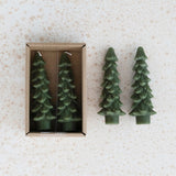 Tree Taper-Evergreen